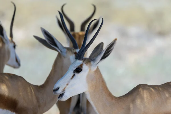 Springbok Selvagem Antílope Retrato Savana Africana Perto — Fotografia de Stock