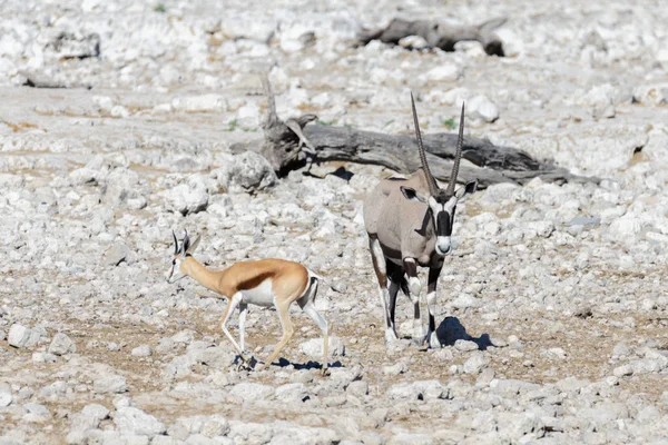 Antílope Oryx Salvaje Sabana Africana — Foto de Stock