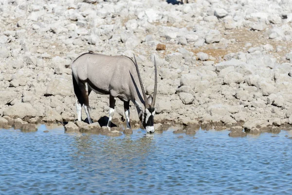 Wild Oryx Antilopen Afrikaanse Savanne — Stockfoto