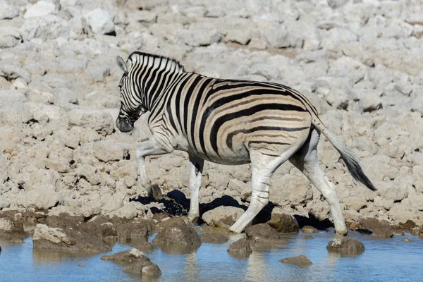 Animales Salvajes Africanos Gnu Kudu Orix Springbok Cebras Agua Potable — Foto de Stock