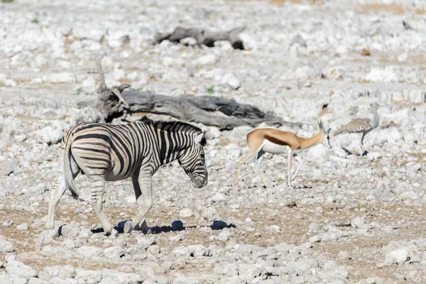 Zebras Selvagens Caminhando Savana Africana — Fotografia de Stock