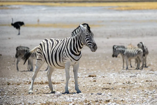 Zebra Selvagem Caminhando Savana Africana Perto — Fotografia de Stock