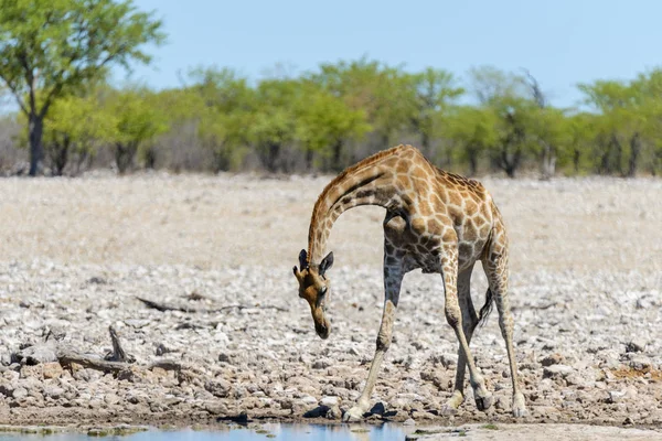 Zsiráf Ivóvíz Például Afrikai Szavanna Víznyelő — Stock Fotó