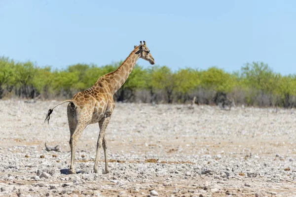 Birikintisinin Afrika Savana Zürafa — Stok fotoğraf