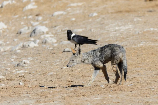 非洲大草原水坑上的野野狗 — 图库照片