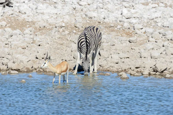 Animaux Sauvages Africains Gnu Kudu Orix Springbok Zèbres Eau Potable — Photo