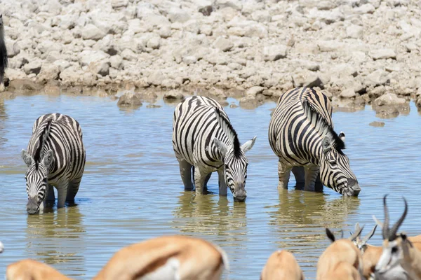 Zebras Selvagens Água Potável Buraco Água Savana Africana — Fotografia de Stock