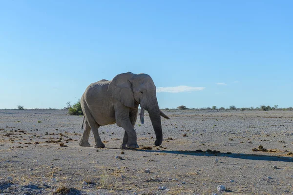 Éléphant Sauvage Marchant Dans Savane Africaine — Photo