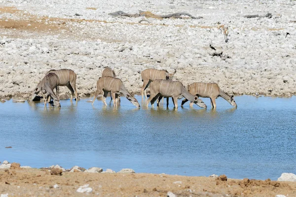 Антилопы Куду Африканской Саванне — стоковое фото