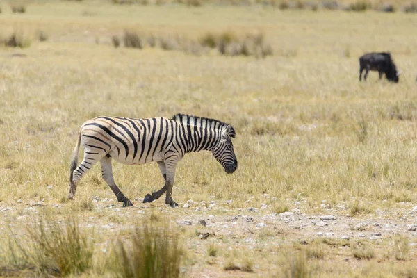 Zebra Selvatica Che Cammina Nella Savana Africana Vicino — Foto Stock