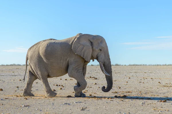 Éléphant Sauvage Marchant Dans Savane Africaine — Photo