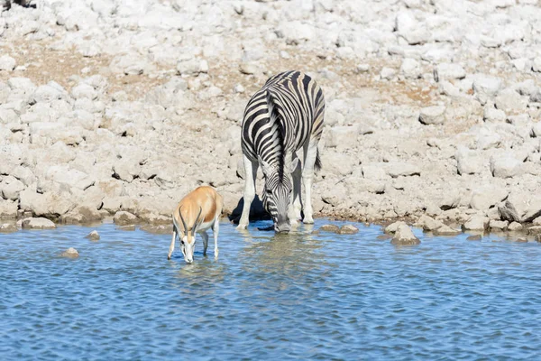 Animali Selvatici Africani Gnu Kudu Orix Springbok Zebre Acqua Potabile — Foto Stock