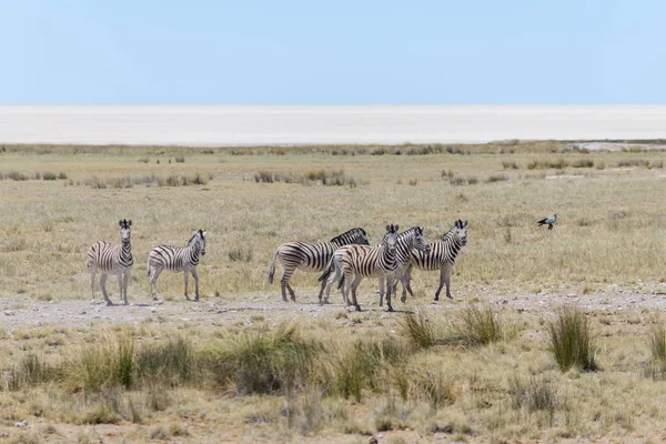 Vahşi Zebralar Afrika Savana Yürüyüş — Stok fotoğraf