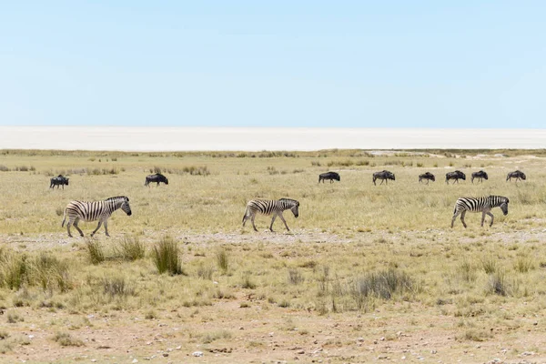 Zèbres Sauvages Marchant Dans Savane Africaine Avec Des Antilopes Gnu — Photo