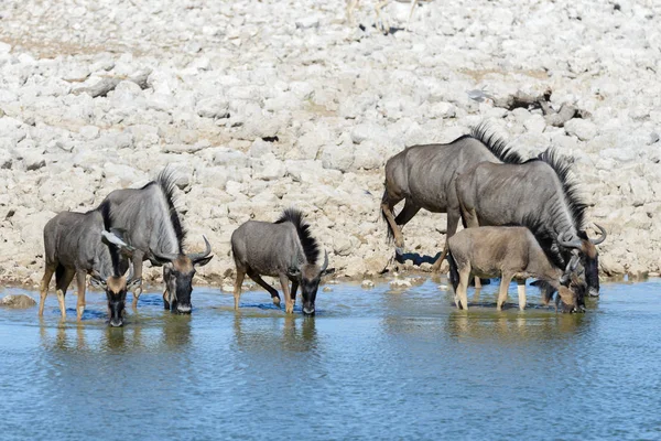 Afrika Milli Park Içinde Vahşi Gnu Antilop — Stok fotoğraf