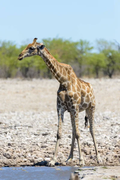 非洲大草原水坑上的长颈鹿 — 图库照片