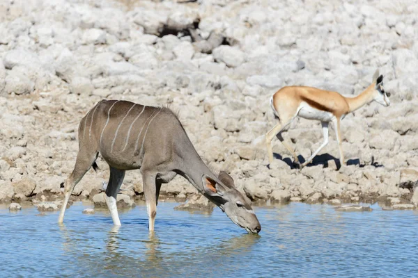 Afrika Savana Vahşi Kudu Antilop — Stok fotoğraf