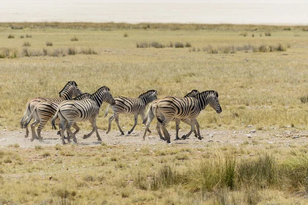 Rebanho Zebras Selvagens Correndo Savana Africana — Fotografia de Stock