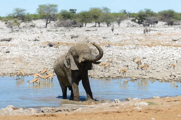 Elefante Africano Selvagem Buraco Água Savana — Fotografia de Stock