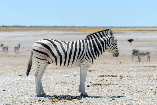 Wild Zebra Wandelen Afrikaanse Savanne Close — Stockfoto