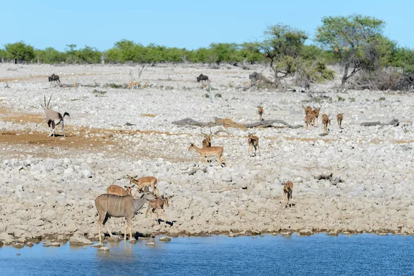 Wild african animals -gnu, kudu, orix, springbok, zebras drinking water in waterhole