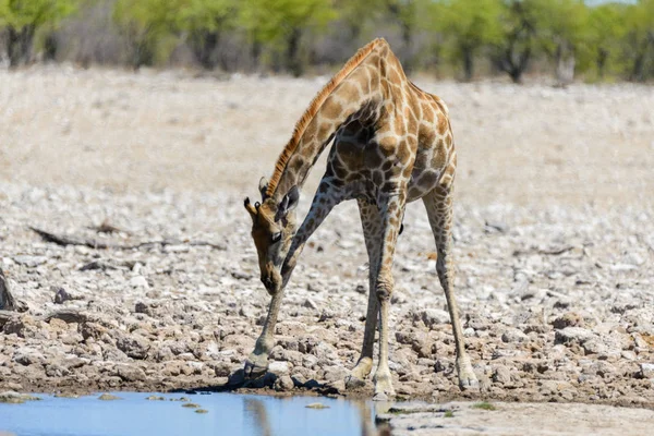 Žirafa Pitné Vody Napajedlo Africké Savaně — Stock fotografie