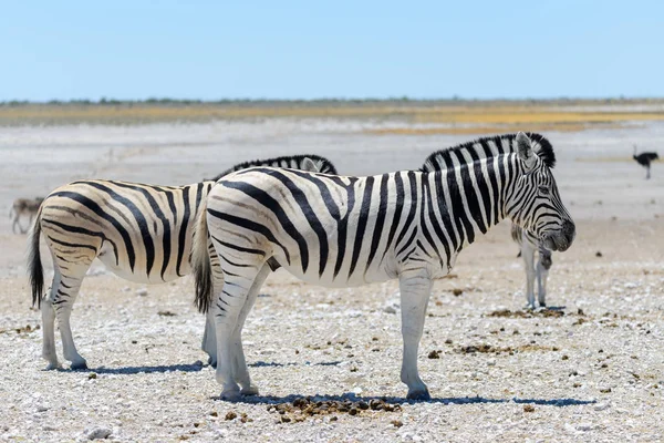 Zebras Selvagens Caminhando Savana Africana — Fotografia de Stock