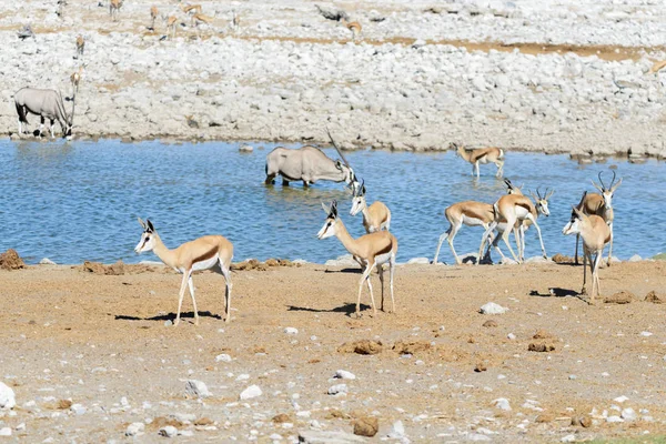 Αντιλόπες Springbok Άγρια Στην Αφρικανική Σαβάνα — Φωτογραφία Αρχείου