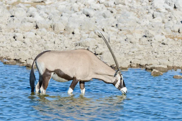 Vad Kardszarvú Antilop Afrikai Szavanna — Stock Fotó
