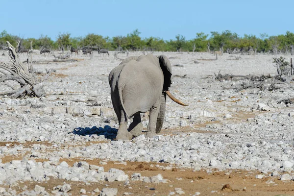 Elefante Africano Selvagem Caminhando Savana — Fotografia de Stock