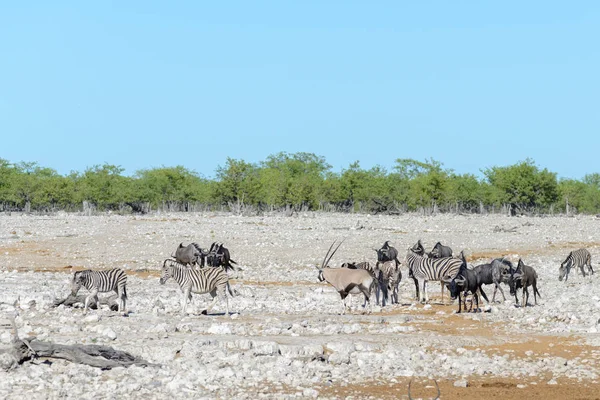 Animaux Sauvages Africains Gnu Kudu Orix Springbok Zèbres Eau Potable — Photo