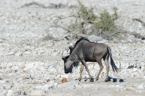 Afrika Milli Park Içinde Vahşi Gnu Antilop — Stok fotoğraf