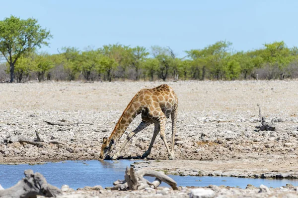 Žirafa Pitné Vody Napajedlo Africké Savaně — Stock fotografie
