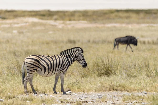 Gnu アンテロープでアフリカのサバンナで背景の上を歩いて野生のシマウマ — ストック写真