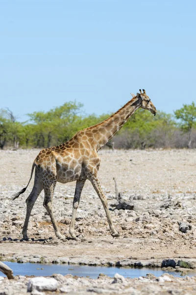 アフリカのサバンナで滝壺にキリン — ストック写真