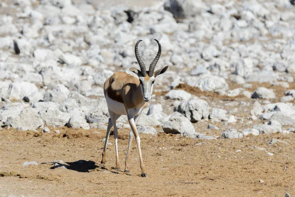 Afrikai Szavanna Vad Springbok Antilop — Stock Fotó