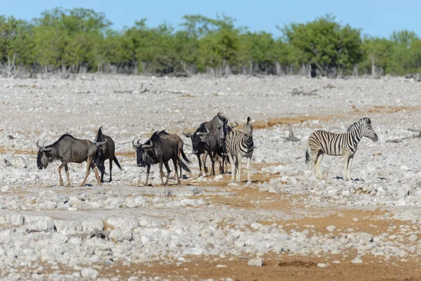 Antílope Gnu Salvaje Parque Nacional Africano —  Fotos de Stock