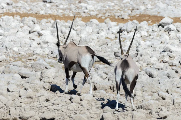 Antilope Orice Selvatico Nella Savana Africana — Foto Stock