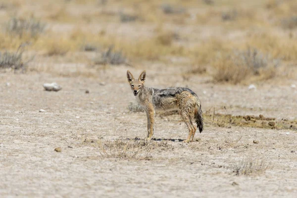 Afrika Savana Vahşi Çakal — Stok fotoğraf