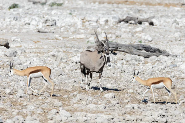 Wilde Oryxantilope Der Afrikanischen Savanne — Stockfoto