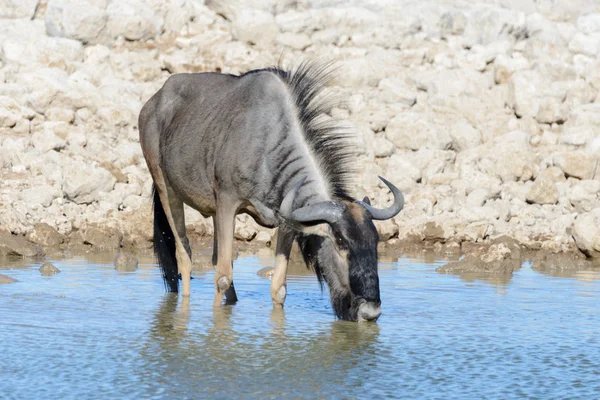 Wilde Gnu Antilope Afrikanischen Nationalpark — Stockfoto