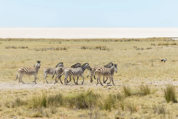 Zebre Selvagge Branco Esecuzione Nella Savana Africana — Foto Stock