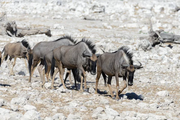 Vilda Gnu Antilop African National Park — Stockfoto