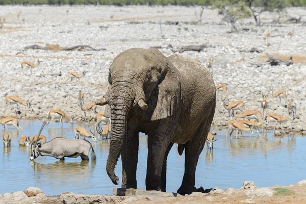Wilde Afrikaanse Olifant Waterput Savanne — Stockfoto