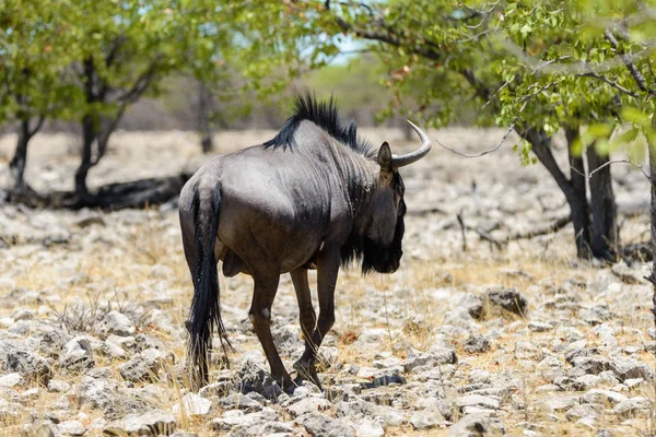 Antílope Gnu Selvagem Parque Nacional Africano — Fotografia de Stock