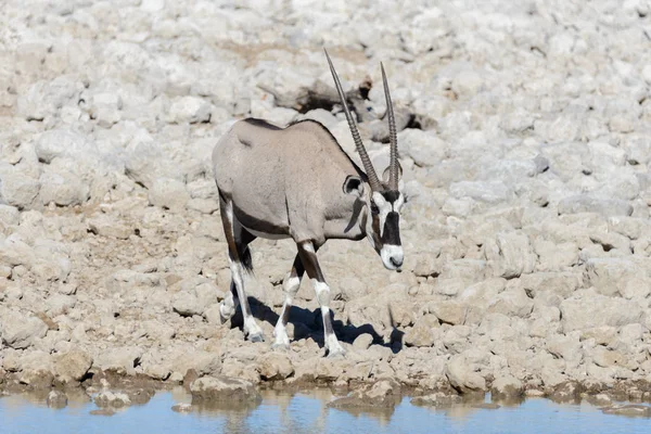 Afrika Savana Vahşi Afrika Antilobu Antilop — Stok fotoğraf