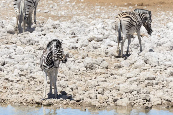 Zebras Selvagens Buraco Água Savana Africana — Fotografia de Stock