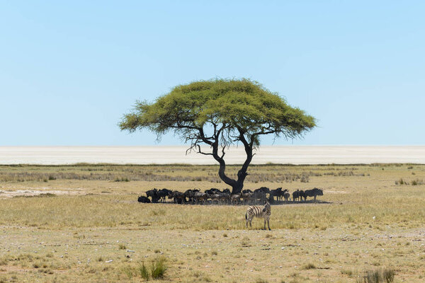 Wild gnu herd beneath tree in the African savanna