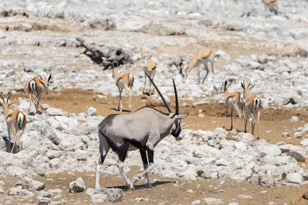 Antilopa Oryx Divoké Africké Savaně — Stock fotografie