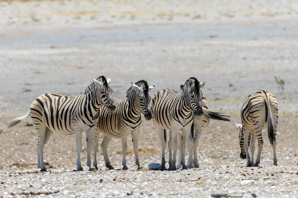 Zebras Selvagens Caminhando Savana Africana — Fotografia de Stock